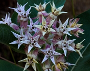 Asclepias speciosa, Showy Milkweed